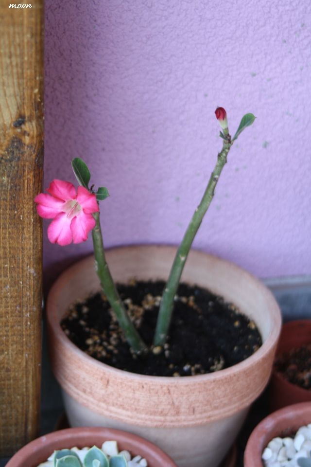 adenium reznica